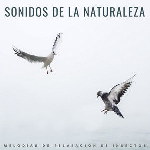 Calma De Saltamontes