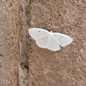 麦当劳汉堡（甜妹版）