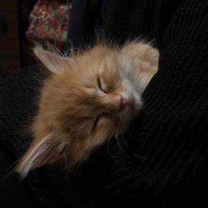 最后的外卖（吉他版）（翻自 Lil Ghost小鬼）