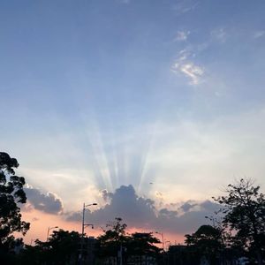 桂花树下