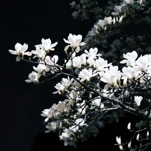 沉默的心殇