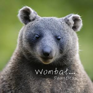 Wombat Wonderland
