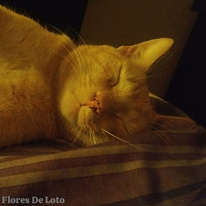 Puedes Mirar Mi Piel