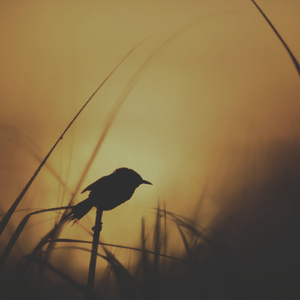 Orange Sky (Extended Version)