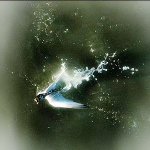 Poem of Birds