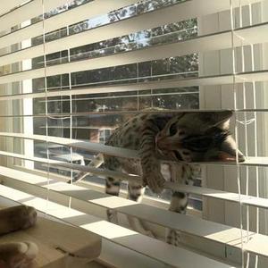 我和小猫天下第一好