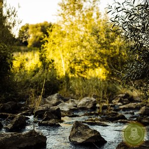 McGregor Forest (Morning Stream after rain)