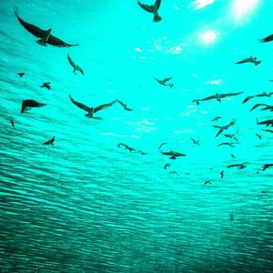 姜楚公画角鹰歌