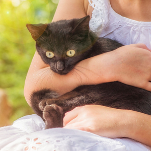 Moonlit Meadow Invites Nocturnal Frolic