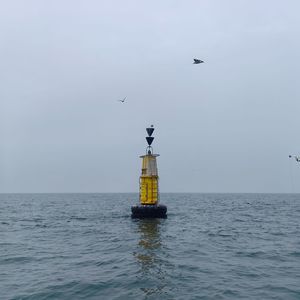 海龟先生