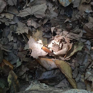 我的梦想（prod.白昼星BZX）