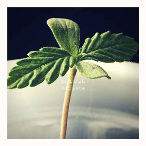 Sprout