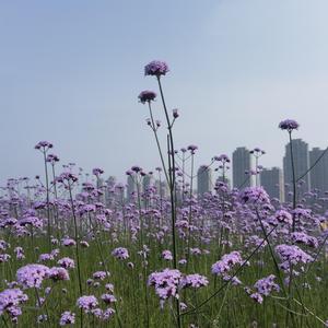 我们都是刘畊宏 (原唱)