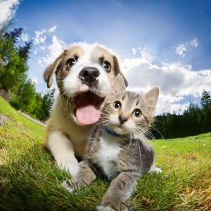 Ecos Tranquilos Para Animales