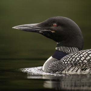 Peaceful Ripples with Loon