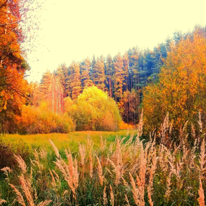 Удачи вам, добрые люди!