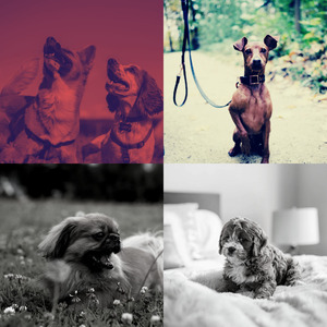 精彩狗独自在家环境