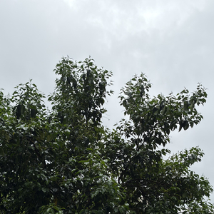 流川枫与苍井空