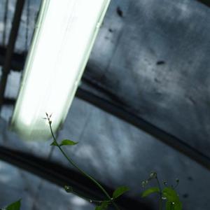 Skinny Atlas-My heart don'wanna let go