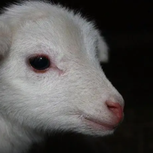 [FREE]'Iced out' Afro type beat