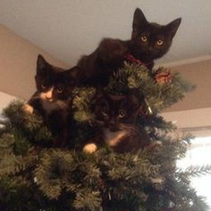 Seeing Green (slowed)