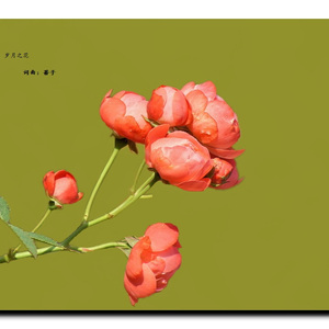 岁月之花（Demo）