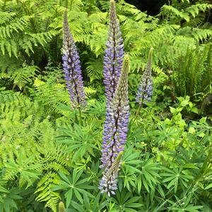 Intentions (Single Version)