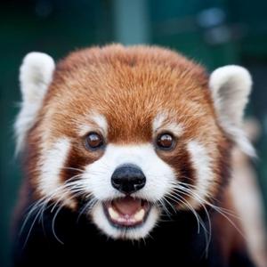 Red Panda
