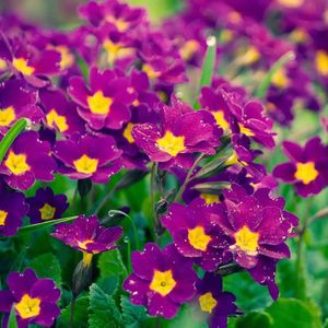 万花谷 - 花海  【轻音乐】