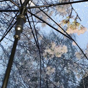 雨落释言