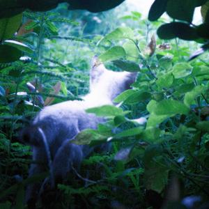 a mamá le gustan los fishmans