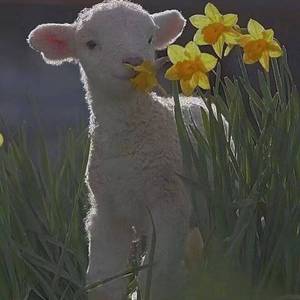 最最（cover：姚慧）（翻自 姚慧）