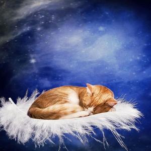 Twinkle Twinkle Sleep Music Little Star