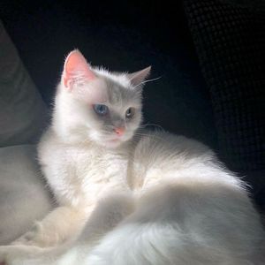 死亡笔记 Type Beat