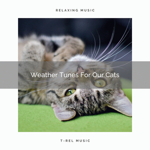 Nature Sounds For Our Cats
