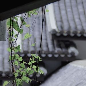 晚夜微雨问海棠（琵琶）