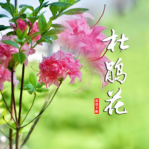 雪花飘
