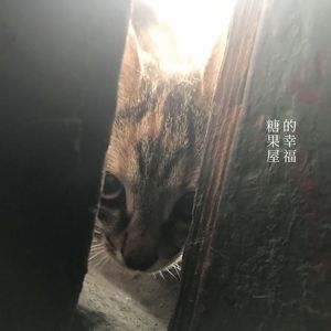糖果屋的幸福 (吉他)