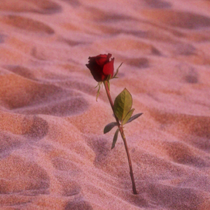 玫瑰致（PROD. RED KILLER）