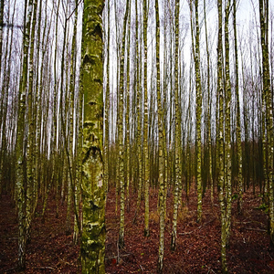 Bomen