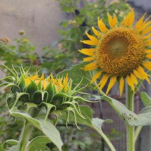 向日葵（Prod.Roccky）