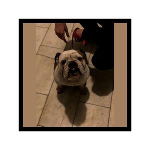 Squritle (feat. Rlotez, Rlonilla & Taeo)