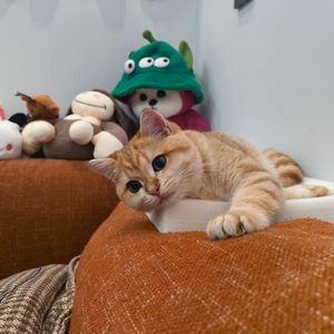 这个世界不能没有小猫