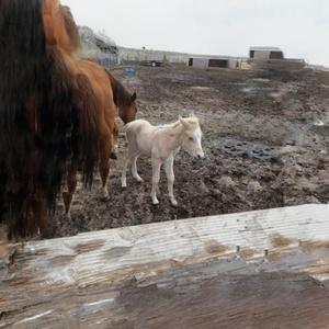 YOU LET HIS PONY INSIDE YOUR GATE