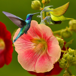 A flor e o beija flor.