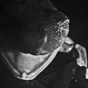 The Imbaburan/Boana picturata