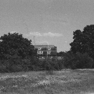 snowflake on the pines