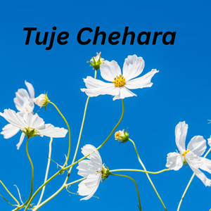 Tuje Chehara