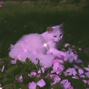 kitty kat gang