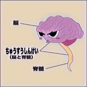 ちゅうすうしんけい